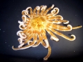 Sea Star