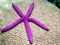 Sea Star