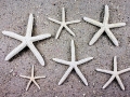 Sea Star
