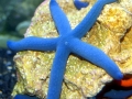 Sea Star