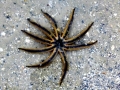 Sea Star
