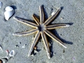 Sea Star