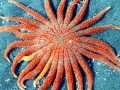 Sea Star
