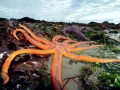 Sea Star