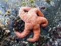 Sea Star