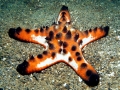Sea Star