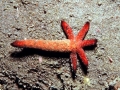 Sea Star