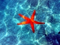 Sea Star