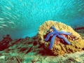 Sea Star