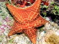 Sea Star