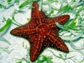 Sea Star