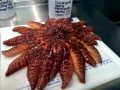 Sea Star