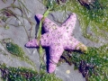 Sea Star