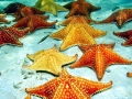 Sea Star