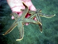 Sea Star