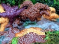 Sea Star