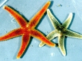 Sea Star