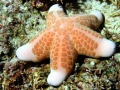 Sea Star