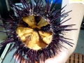 Sea Urchin