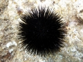 Sea Urchin
