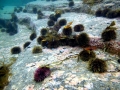 Sea Urchin