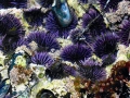 Sea Urchin