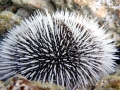 Sea Urchin