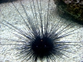 Sea Urchin