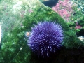 Sea Urchin