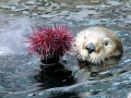 Sea Urchin