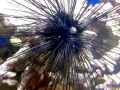 Sea Urchin