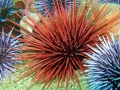 Sea Urchin