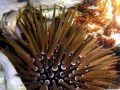 Sea Urchin