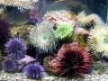 Sea Urchin