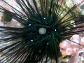 Sea Urchin