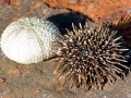 Sea Urchin
