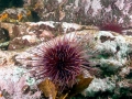 Sea Urchin
