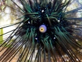 Sea Urchin