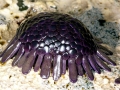 Sea Urchin