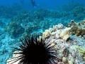 Sea Urchin