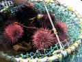 Sea Urchin