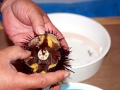 Sea Urchin