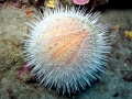 Sea Urchin