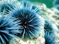 Sea Urchin