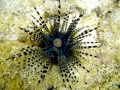 Sea Urchin