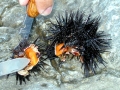 Sea Urchin