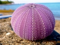 Sea Urchin