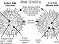 Sea Urchin