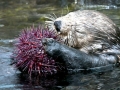 Sea Urchin