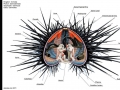 Sea Urchin